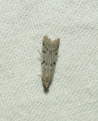 Phycitodes binaevella