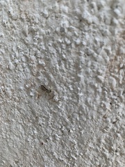 Menemerus bivittatus