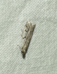 Phycitodes binaevella