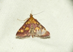 Pyrausta purpuralis