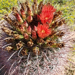 Ferocactus wislizeni