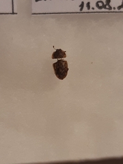 Eurygaster testudinaria