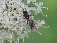 Sphegina