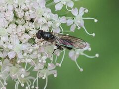 Sphegina