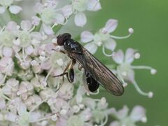 Sphegina