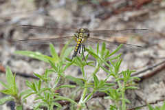 Celithemis ornata