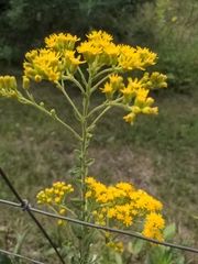 Solidago rigida