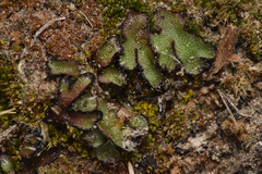 Mannia fragrans