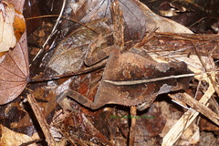 Rhinella alata