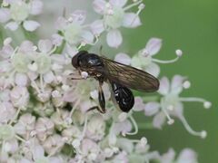 Sphegina