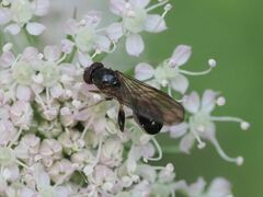 Sphegina