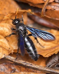 Scolia affinis