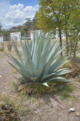 Agave applanata