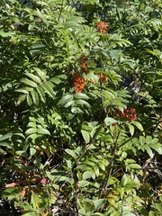 Sorbus scopulina