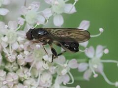 Sphegina