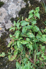 Viola canina