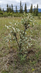 Elaeagnus commutata