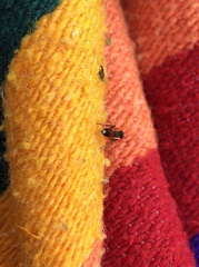 Agrothereutina