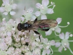 Sphegina