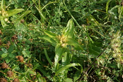 Gentiana cruciata