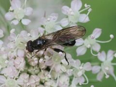 Sphegina