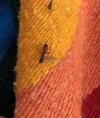 Agrothereutina