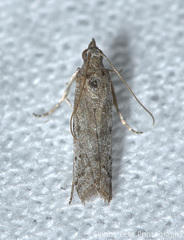 Phycitodes reliquellum