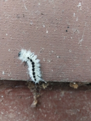 Lophocampa caryae