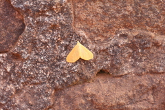 Eubaphe