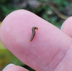 Homoeosoma electella