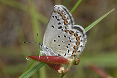 Plebejus idas