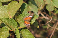 Anartia amathea