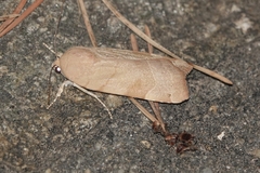 Noctua fimbriata
