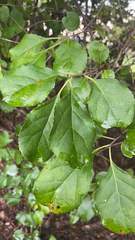 Celastrus orbiculatus