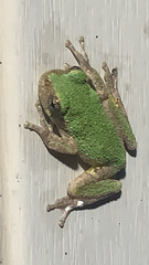Hyla