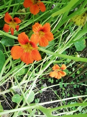 Tropaeolum majus