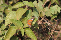 Anartia amathea