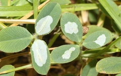 Porphyrosela minuta
