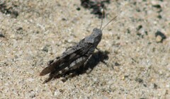 Trimerotropis thalassica