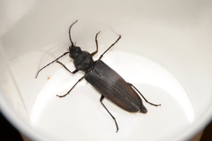 Arhopalus asperatus