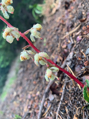Pyrola picta
