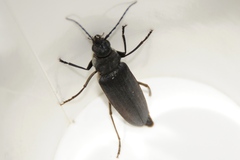 Arhopalus asperatus