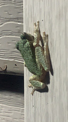 Hyla