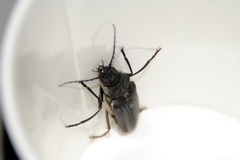 Arhopalus asperatus