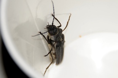 Arhopalus asperatus