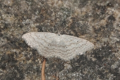 Scopula incanata