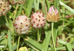 Trifolium fragiferum