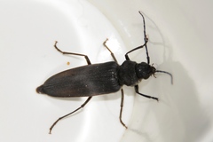 Arhopalus asperatus