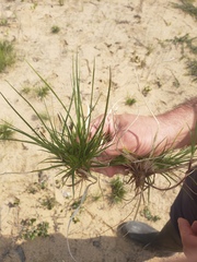 Carex tonsa