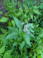 Eutrochium
